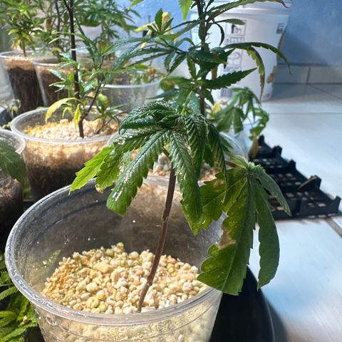 ELI #2 growlog timeline photo