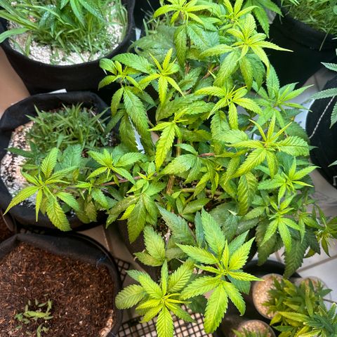 SIDERAL # growlog timeline photo