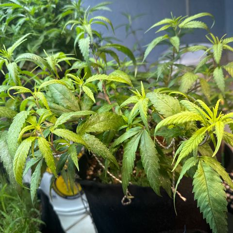 SIDERAL # growlog timeline photo
