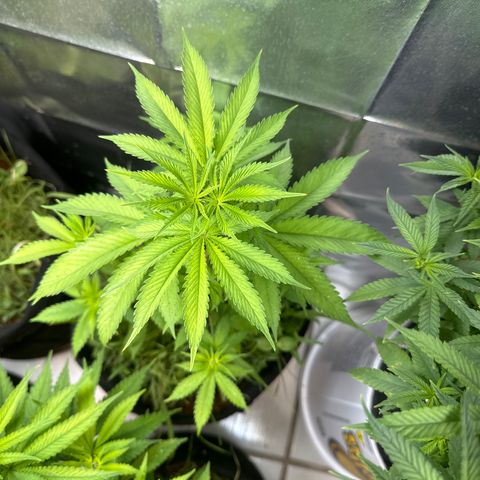 Do-si-dos growlog timeline photo