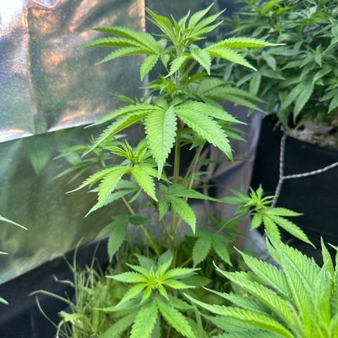 Do-si-dos growlog timeline photo