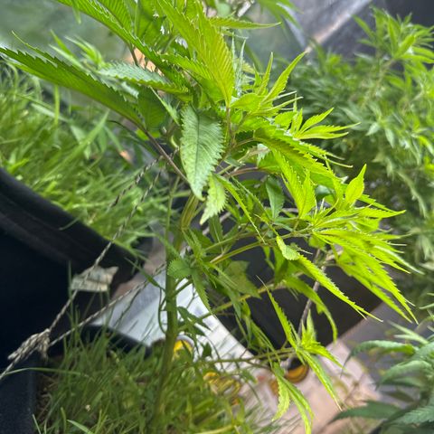 PURPLE #4  growlog timeline photo