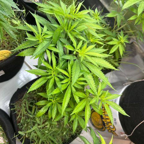 PURPLE #4  growlog timeline photo