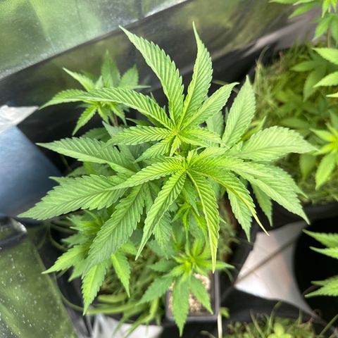 GELATO OG  growlog timeline photo