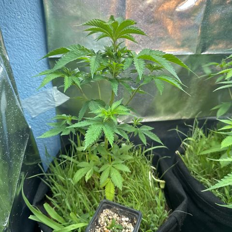 GELATO OG  growlog timeline photo