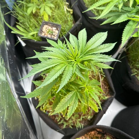BADAZZ  growlog timeline photo