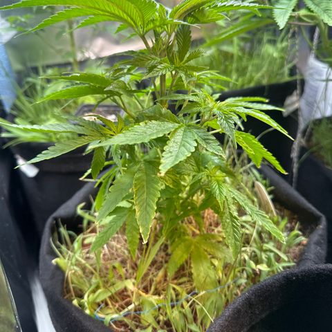 BADAZZ  growlog timeline photo