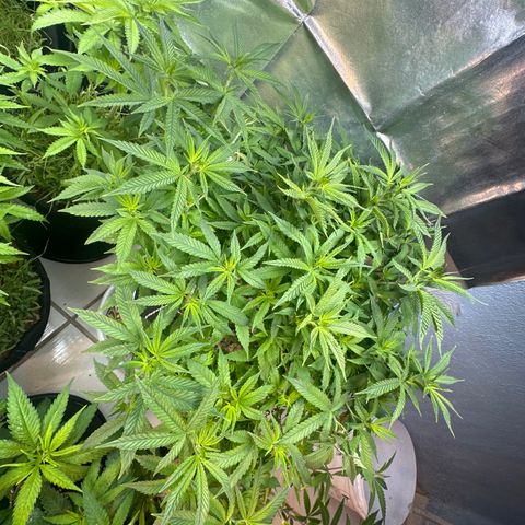 BANANA BISCOTT  growlog timeline photo