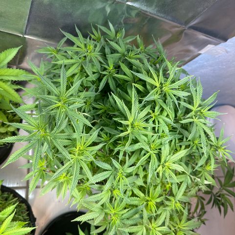 BANANA BISCOTT  growlog timeline photo