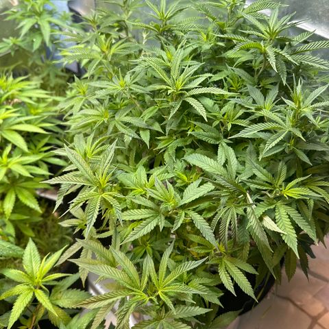 BANANA BISCOTT  growlog timeline photo