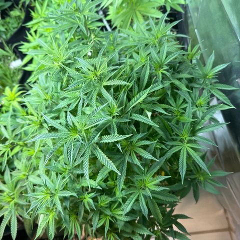BANANA BISCOTT  growlog timeline photo