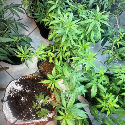 SIDERAL # growlog timeline photo