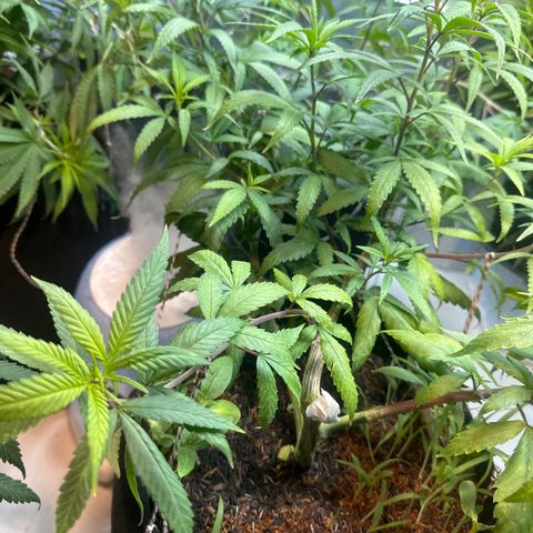 SIDERAL # growlog timeline photo
