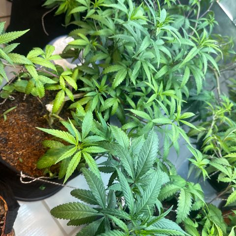 SIDERAL # growlog timeline photo