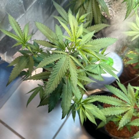 ELI #2 growlog timeline photo