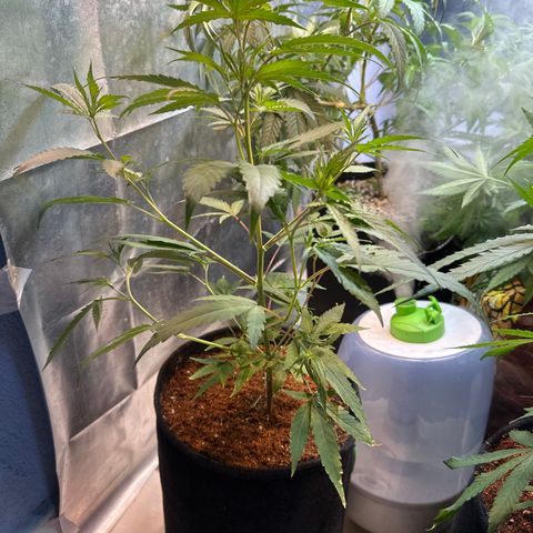 ELI #2 growlog timeline photo