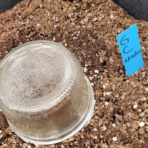 Senator Green growlog timeline photo