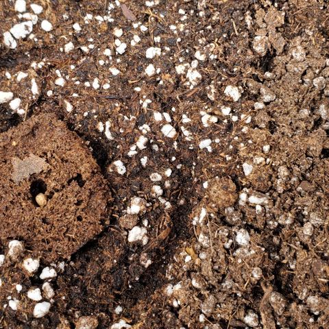Senator Green growlog photo: It's rooting. Hasn't came out of the hole yet. 
