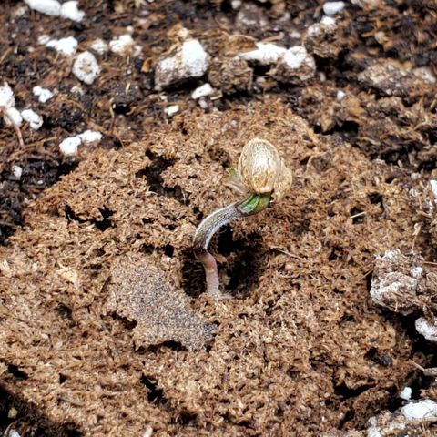 Senator Green growlog photo: Looking good so far. 