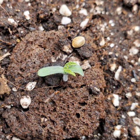 Senator Green growlog photo: Helmet is off. Time to grow. Added lots of water to the soil. Appeared to need it. 