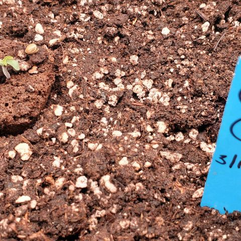 Senator Green growlog photo: Helmet is off. Time to grow. Added lots of water to the soil. Appeared to need it. 