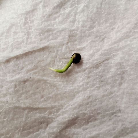 Representative Lemon growlog timeline photo