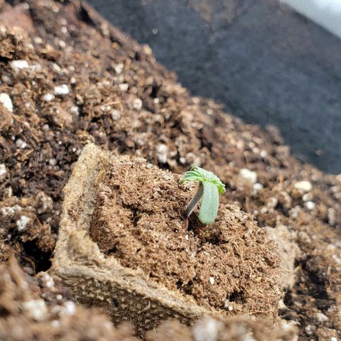 Senator Green growlog photo: Drying out some. Still worried about here. 