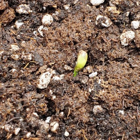 Representative Lemon growlog photo: Looking better! 