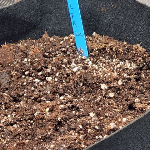 Representative Lemon growlog photo: Looking better! 
