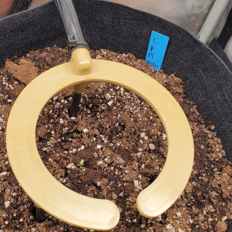 Representative Lemon growlog photo: Petals are coming! 