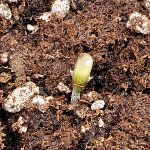 Representative Lemon growlog photo: Petals are coming! 