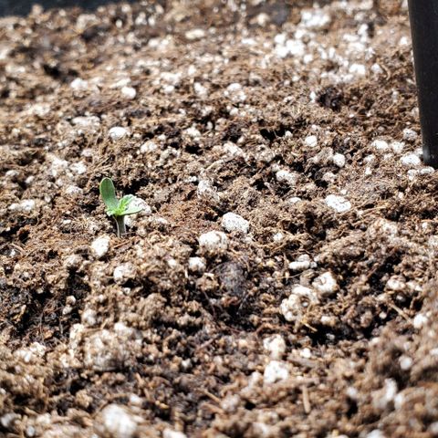 Representative Lemon growlog photo: I can finally breath. They're coming up