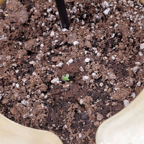 Representative Lemon growlog photo: I can finally breath. They're coming up