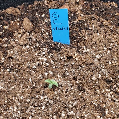 Senator Green growlog photo: Looking healthy