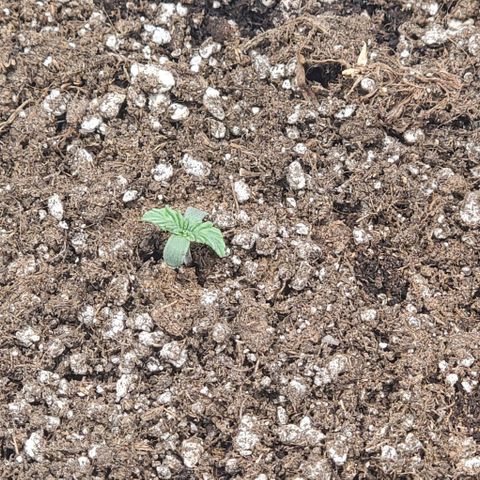 Senator Green growlog photo: Looking healthy