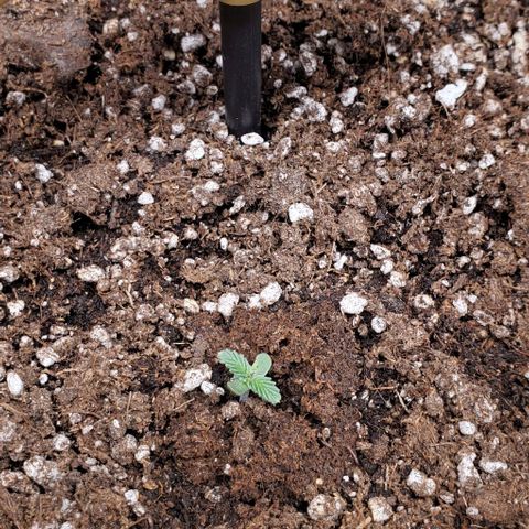Representative Lemon growlog photo: Laying down the law. Looking strong. 