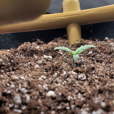 Senator Green growlog timeline photo