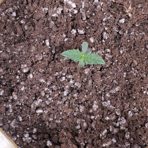 Senator Green growlog timeline photo