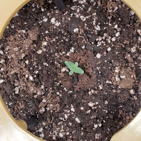 Representative Lemon growlog photo: Healthy and vibrant