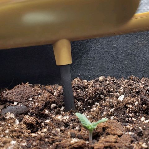 Representative Lemon growlog timeline photo