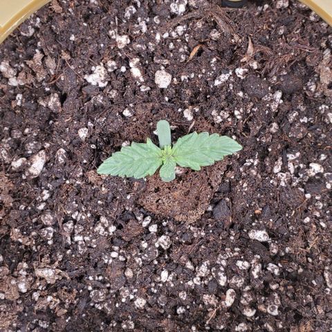 Senator Green growlog timeline photo
