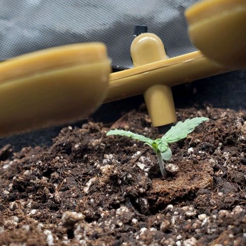 Senator Green growlog timeline photo