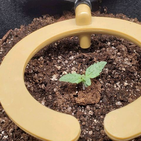 Senator Green growlog timeline photo