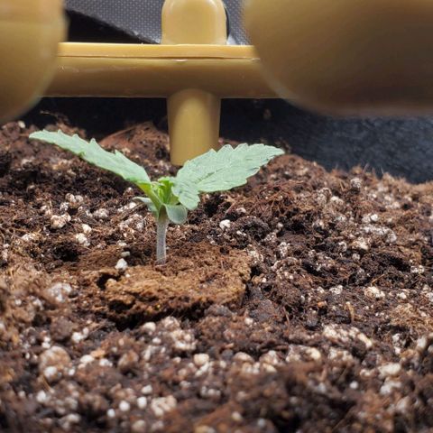 Senator Green growlog timeline photo