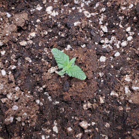 Representative Lemon growlog timeline photo