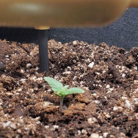 Representative Lemon growlog timeline photo