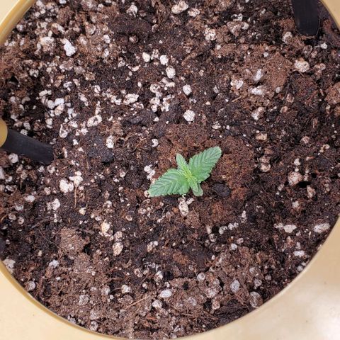 Representative Lemon growlog photo: Night