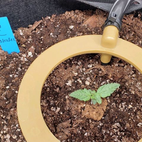 Senator Green growlog photo: Night