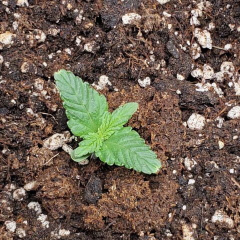 Representative Lemon growlog photo: Morning
