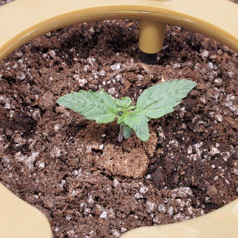 Senator Green growlog photo: Morning